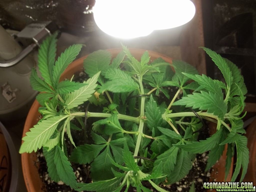 Scrogged_bagseed_plant_3.JPG