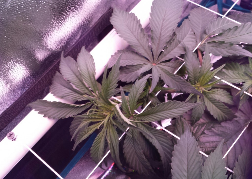 scrogging