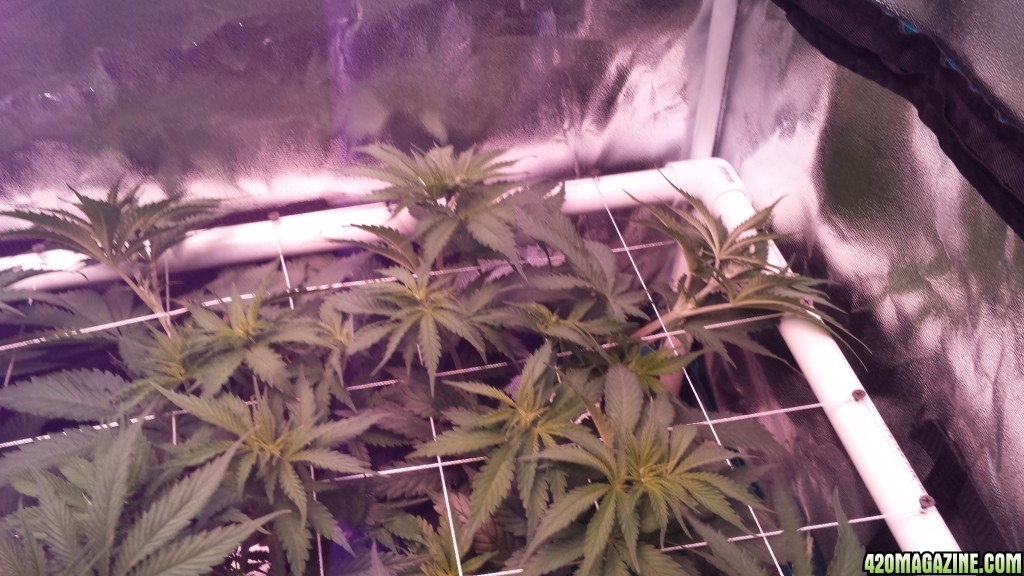 scrogging