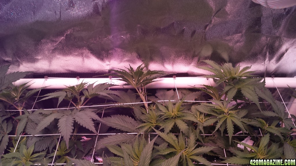 scrogging