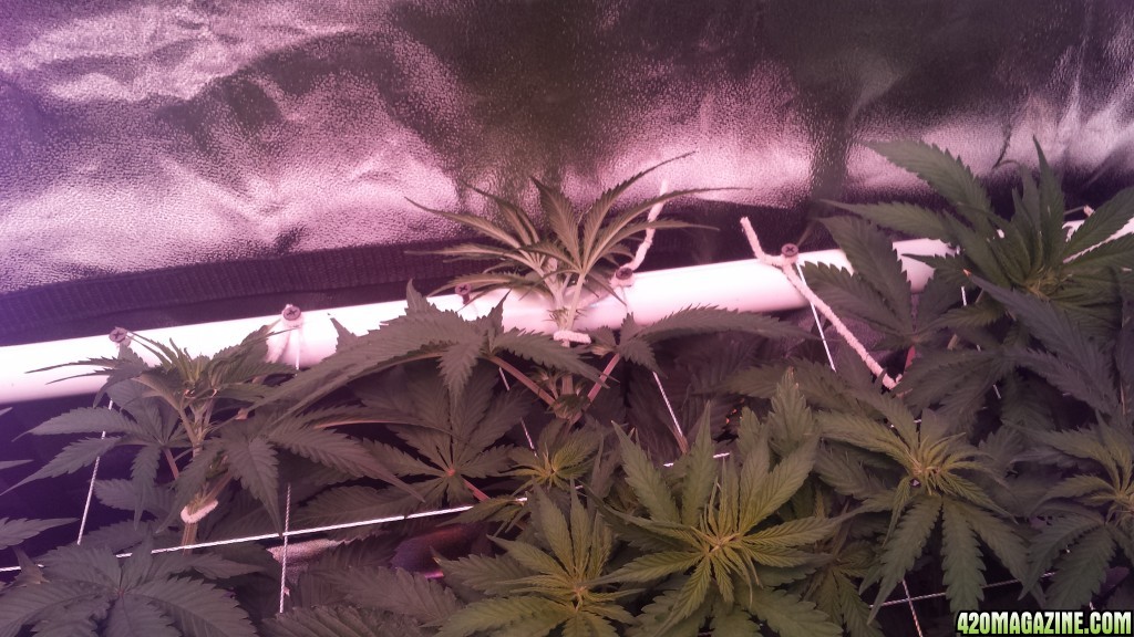 scrogging