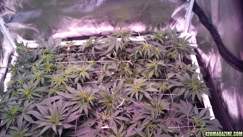 scrogging