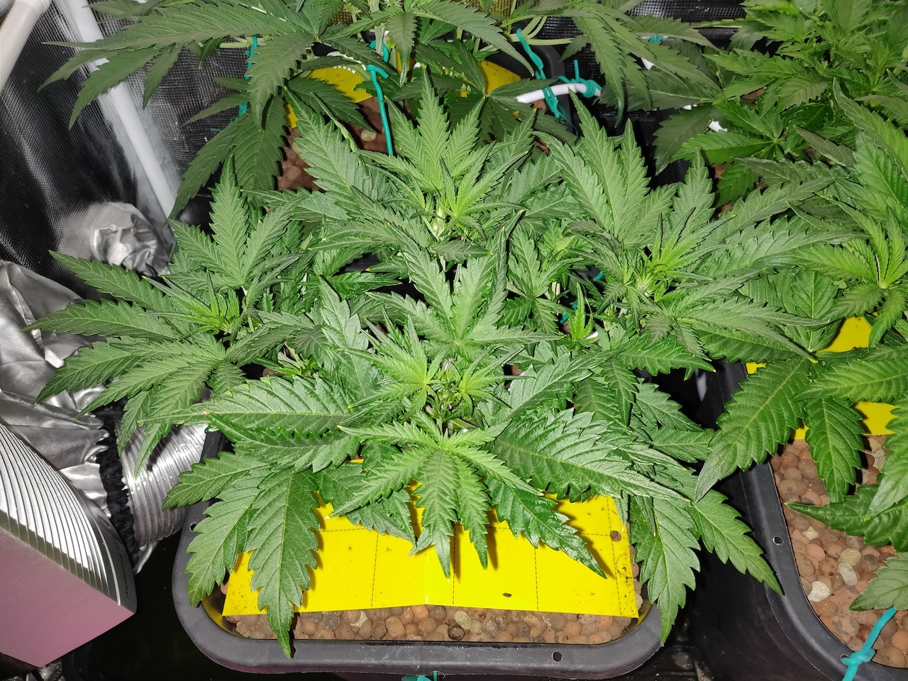 SD day 27 - Veg.jpg