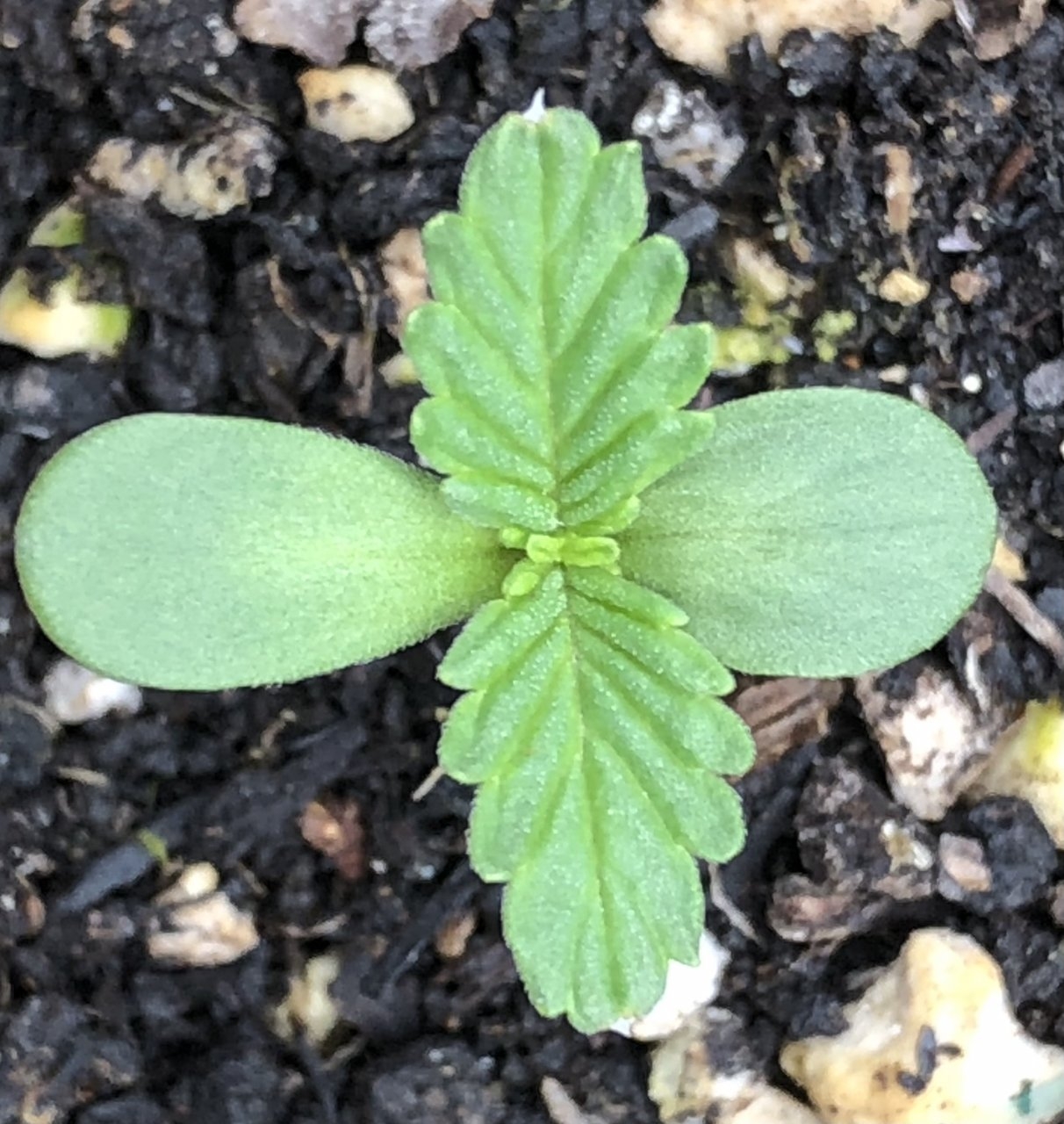 Second CBD Express auto sprouted