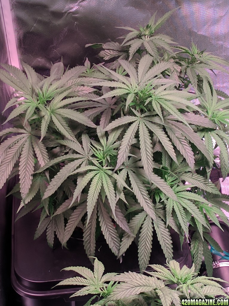 Second grow week 3 Veg