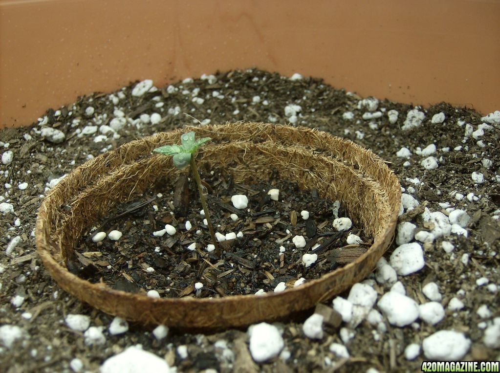 Second plant, day 8