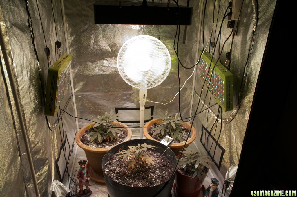 Second tent and vegetative plants