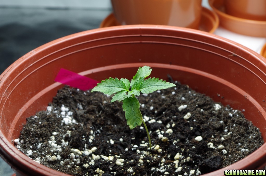 Second tent seedlings