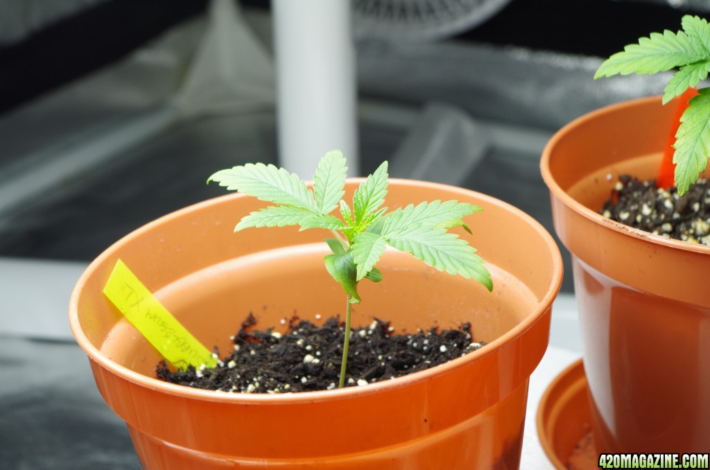 Second tent seedlings