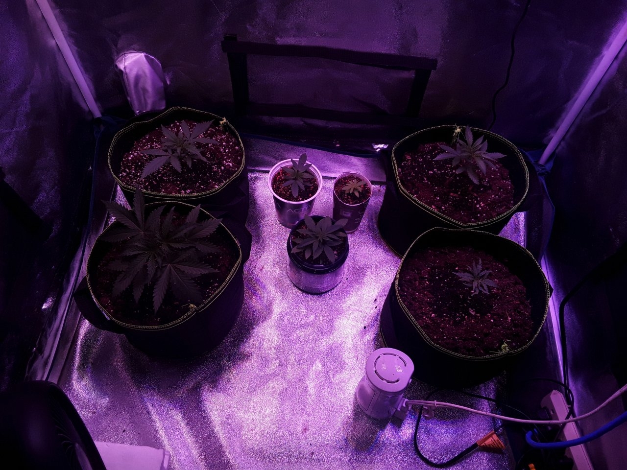 Second week veg