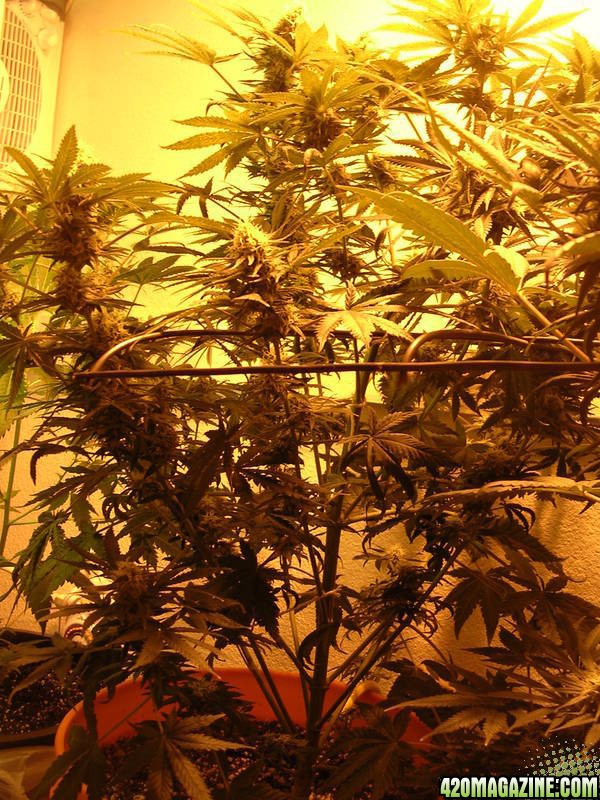 Second_grow_061