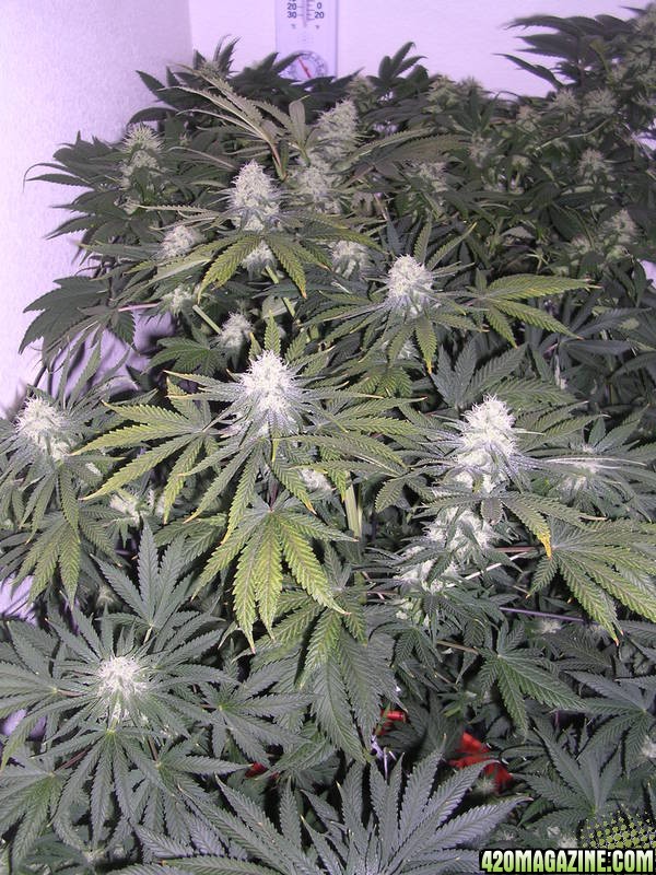 Second_grow_071