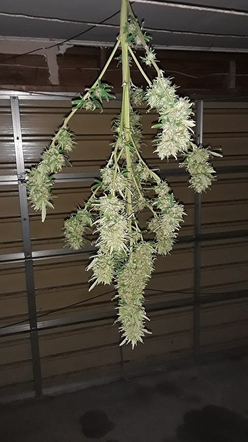 Seed 2 Main Trim Cola-full.jpg