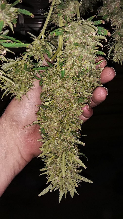 Seed 2 Main Trim Cola.jpg