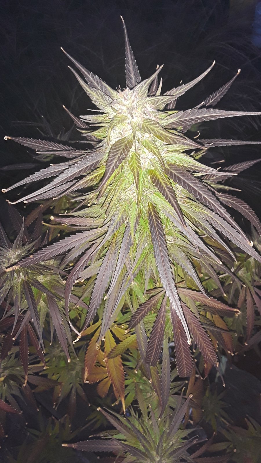 Seed-4_LateFlower PurpleMainCola.jpg