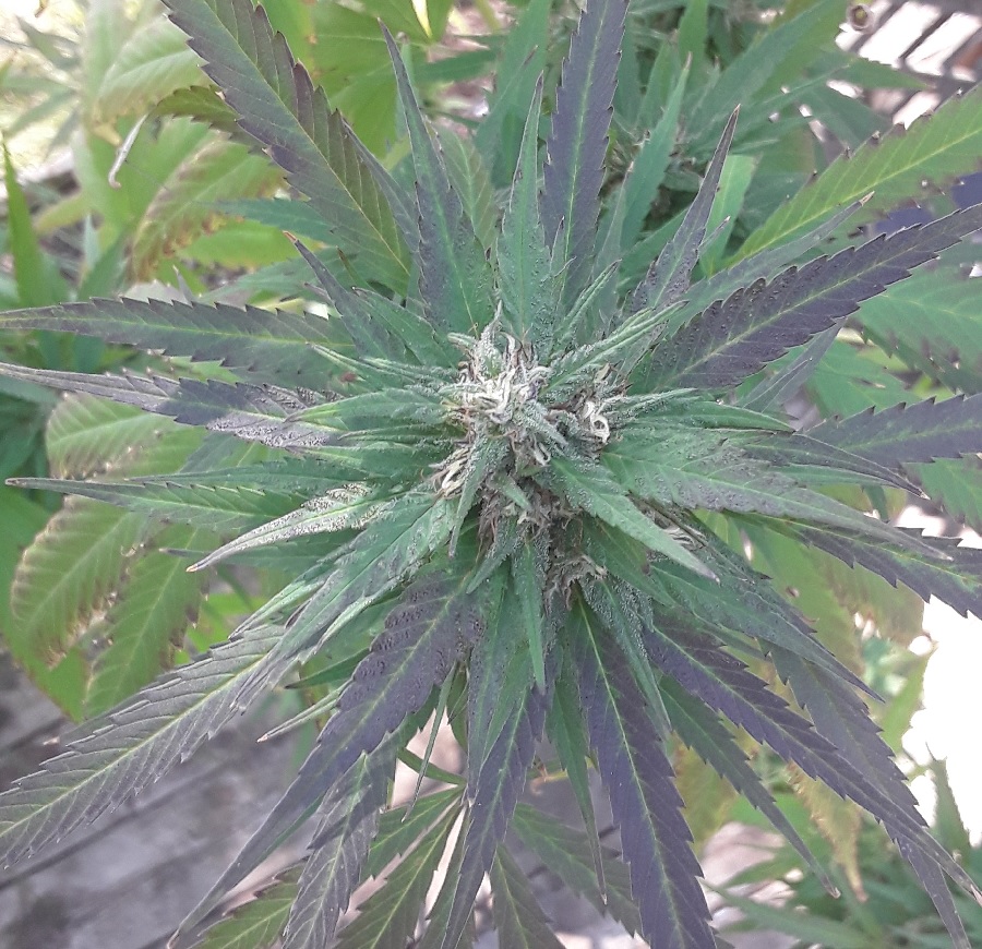 Seed-4_MidFlower PurpleBranchCola.jpg