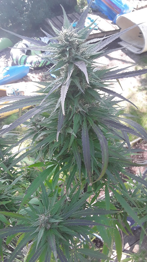 Seed-4_MidFlower PurpleMainCola.jpg