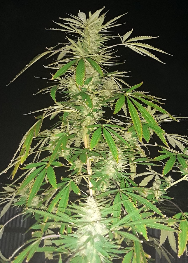 Seed-8 top cola.jpg