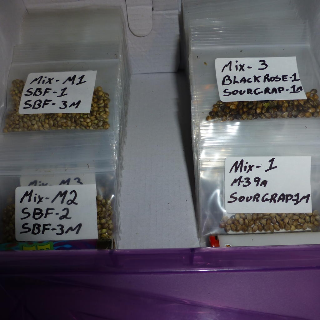 Seed Collection