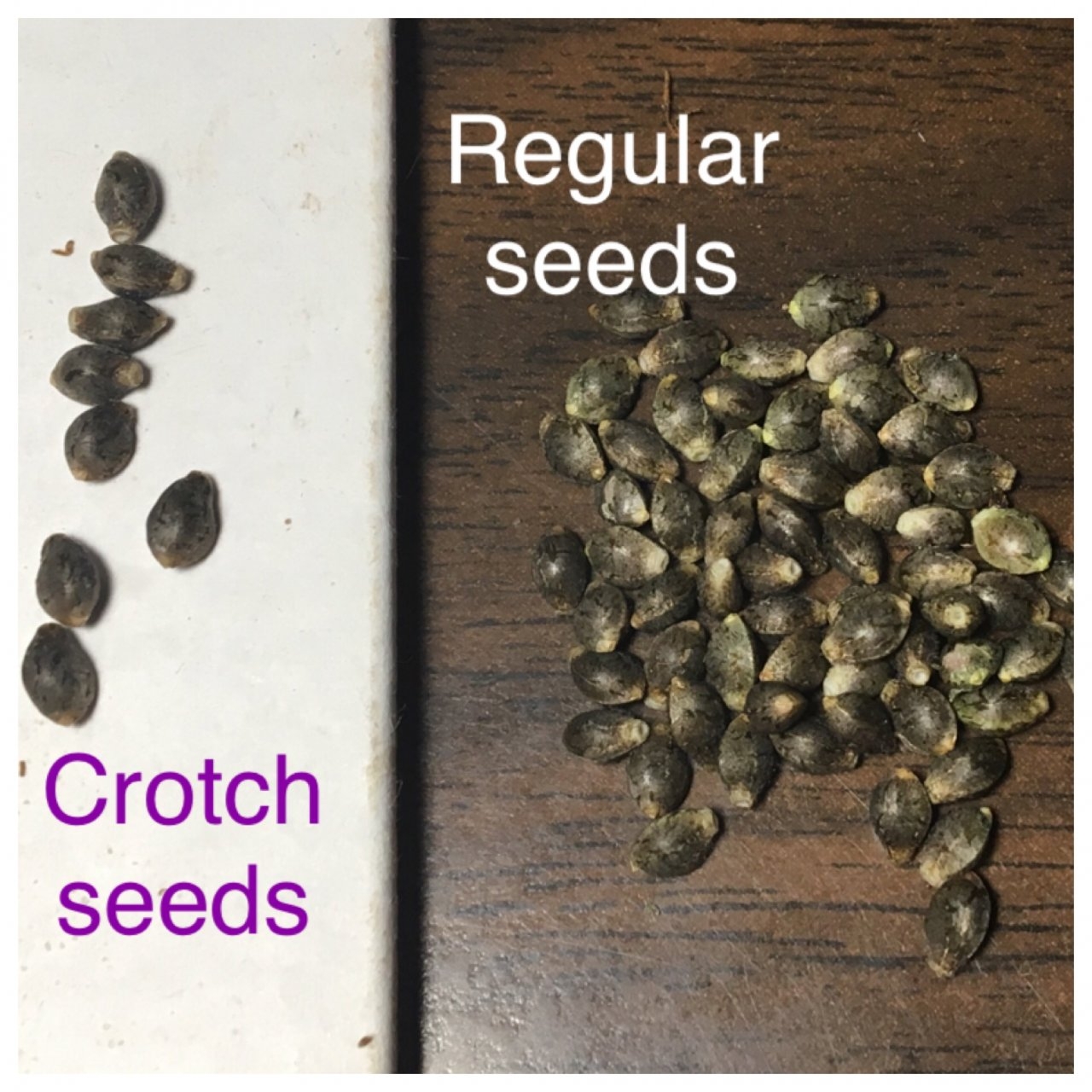 Seed distinctions