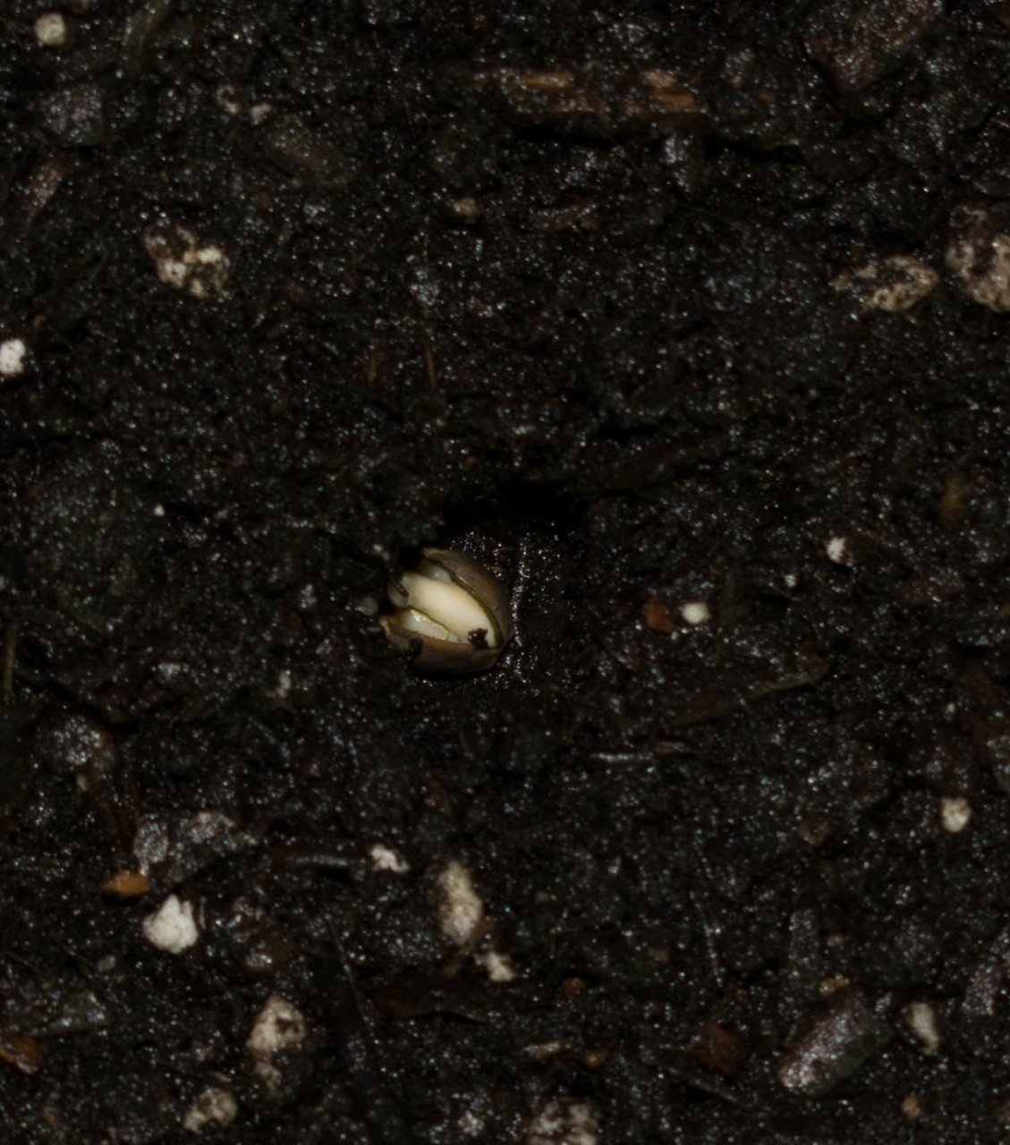 Seed in the soil