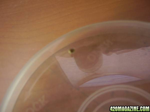 Seed is soaking in water =)