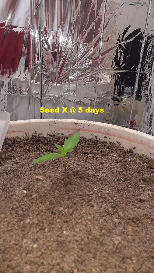 Seed X 5days-02.jpg