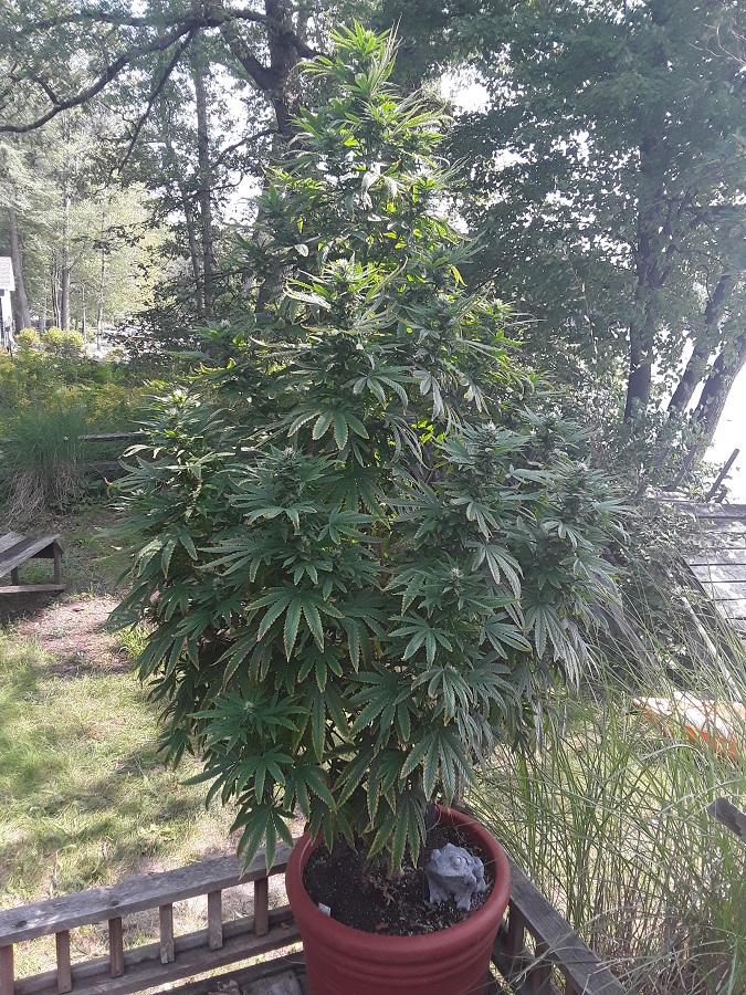 Seed4-4_2-900buds.jpg