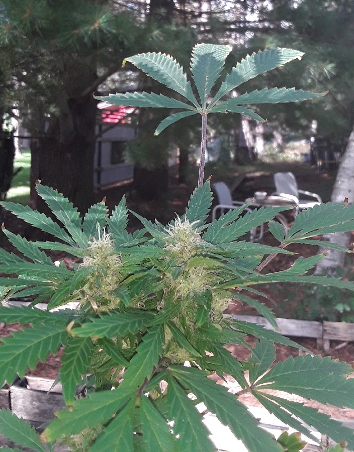 Seed_8-bud-900.jpg