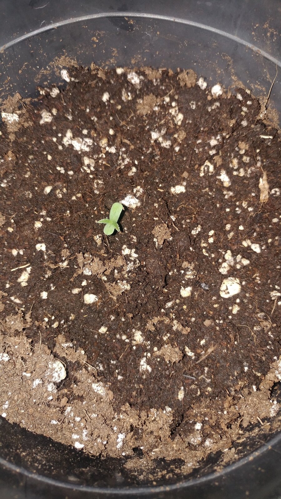 seedling 001.jpg