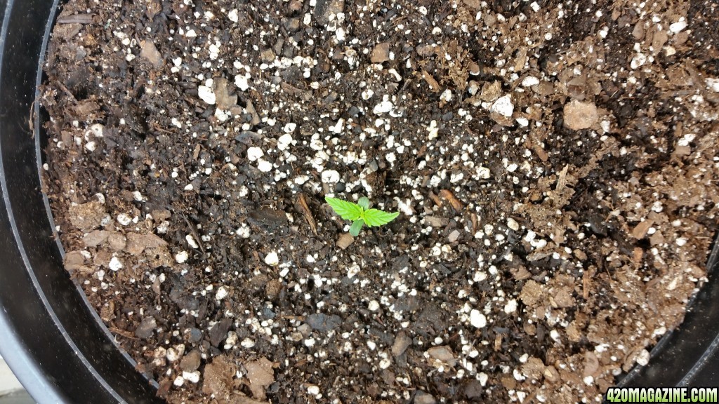 Seedling #1 - Day 8