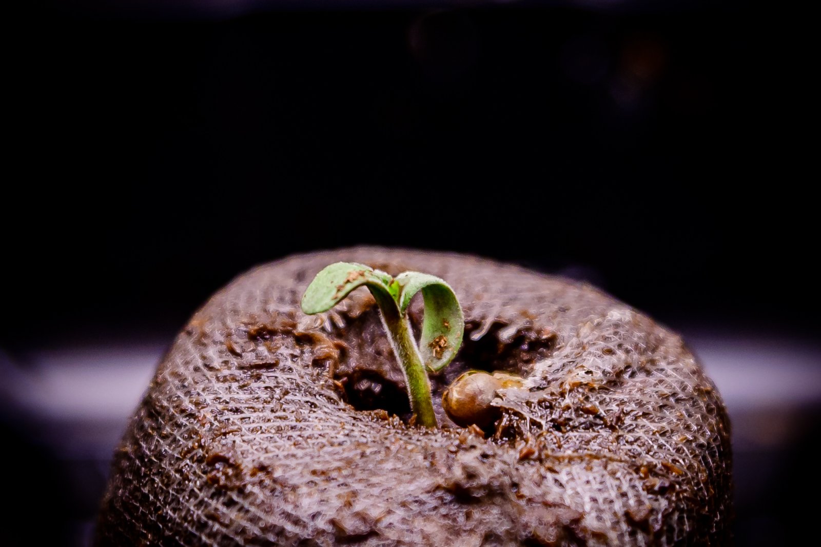 seedling-1.jpg