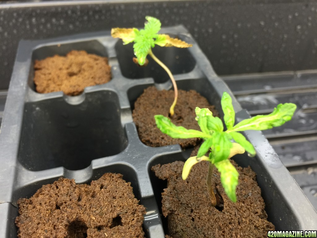 Seedling 1 on 4-2016