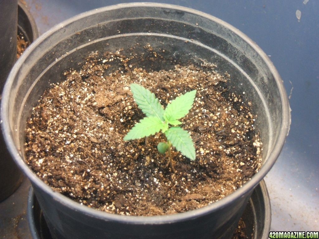 Seedling 1