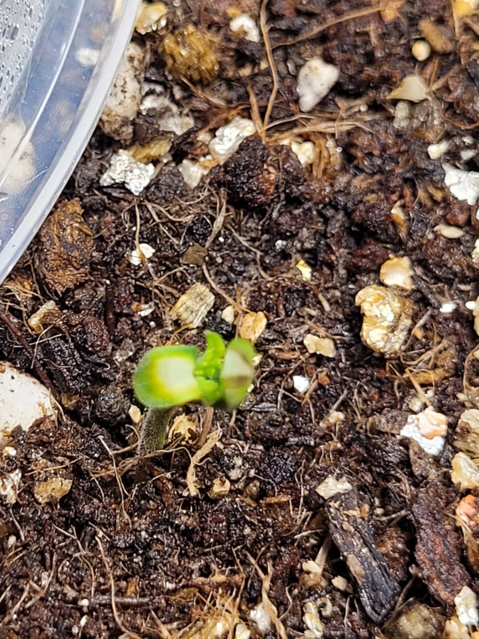 seedling 1