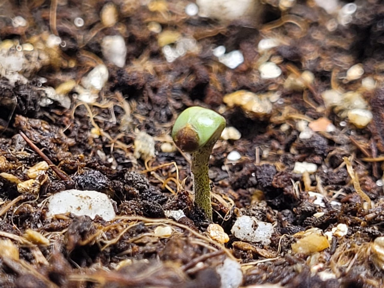 seedling 1