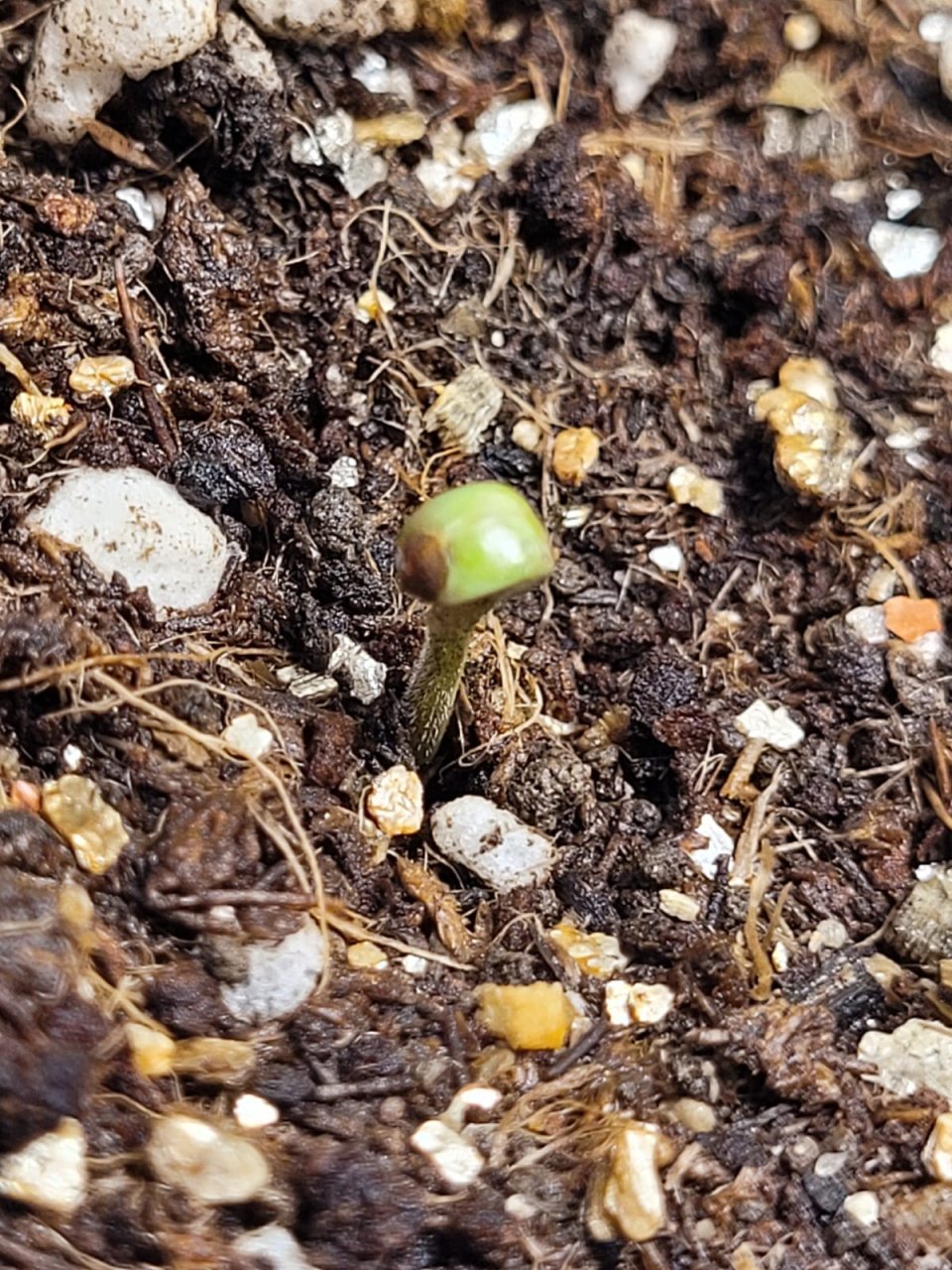 seedling 1