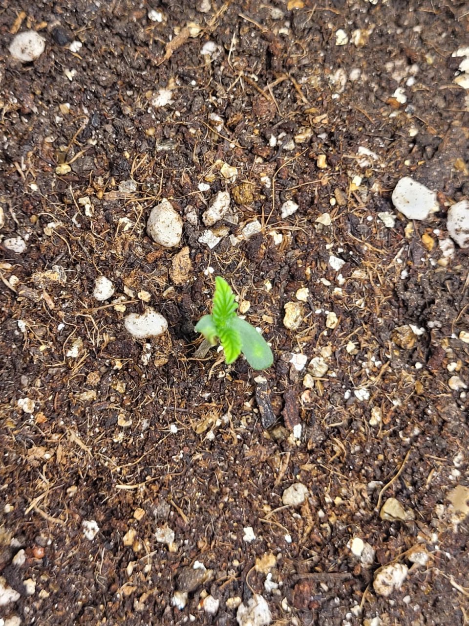 seedling 1