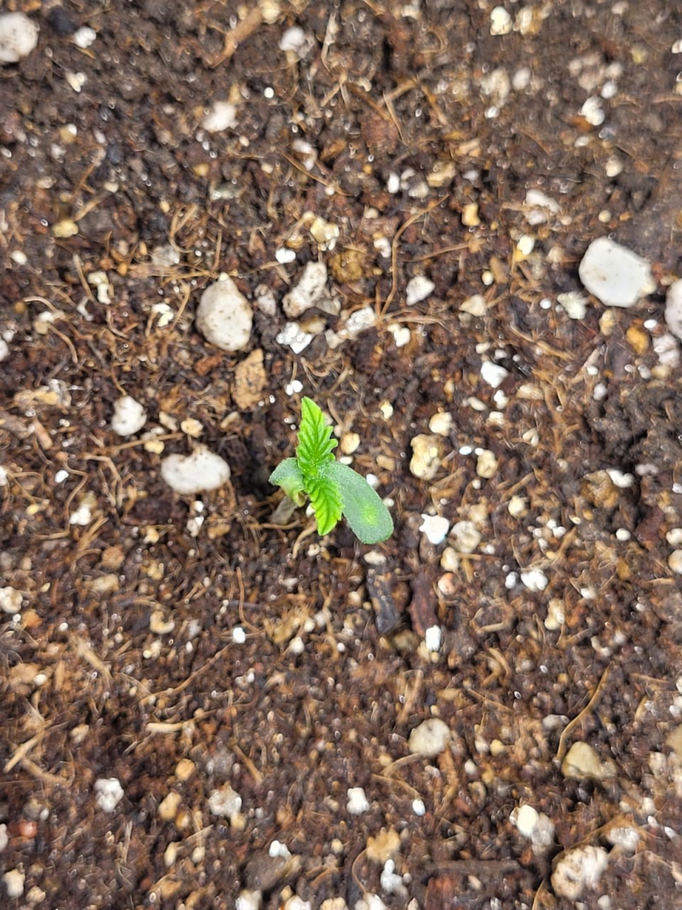 seedling 1