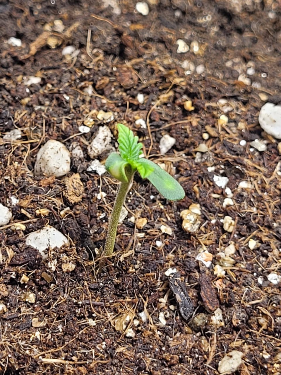 seedling 1