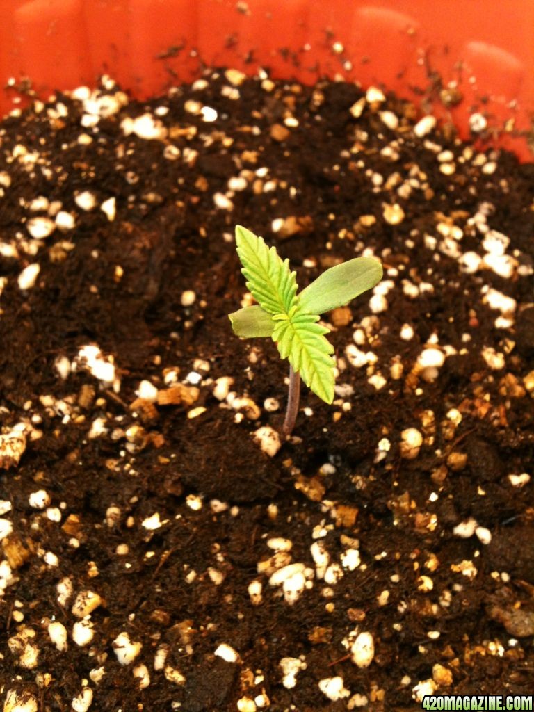 Seedling #1