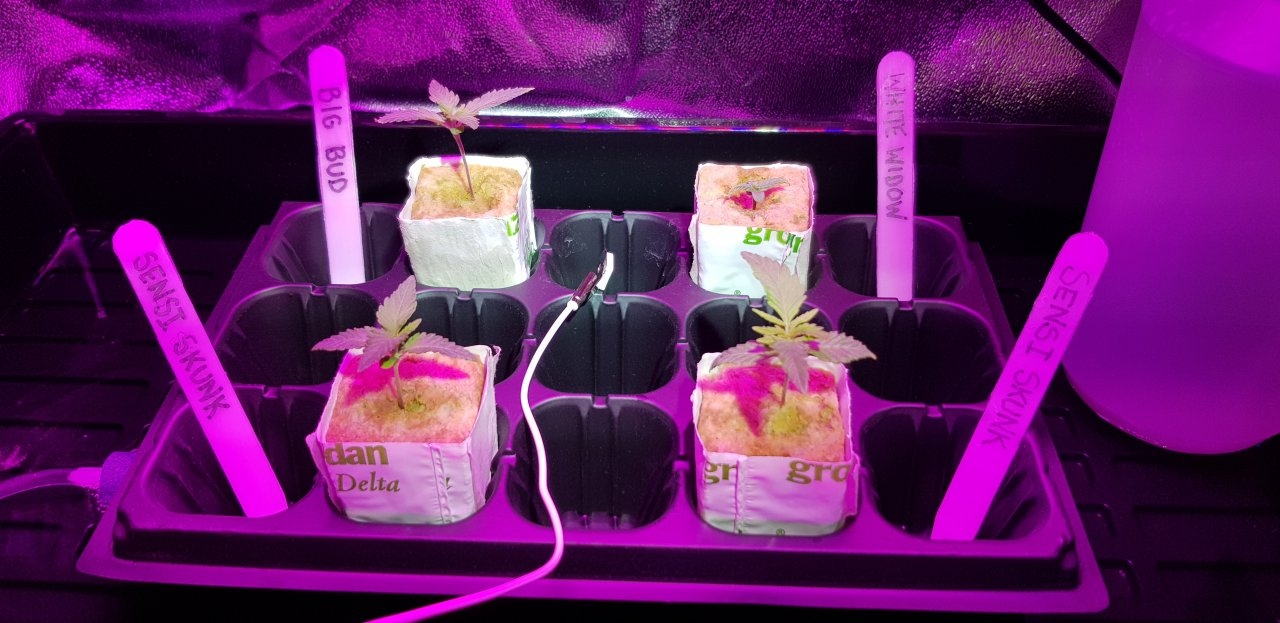 Seedling 14 days.jpg