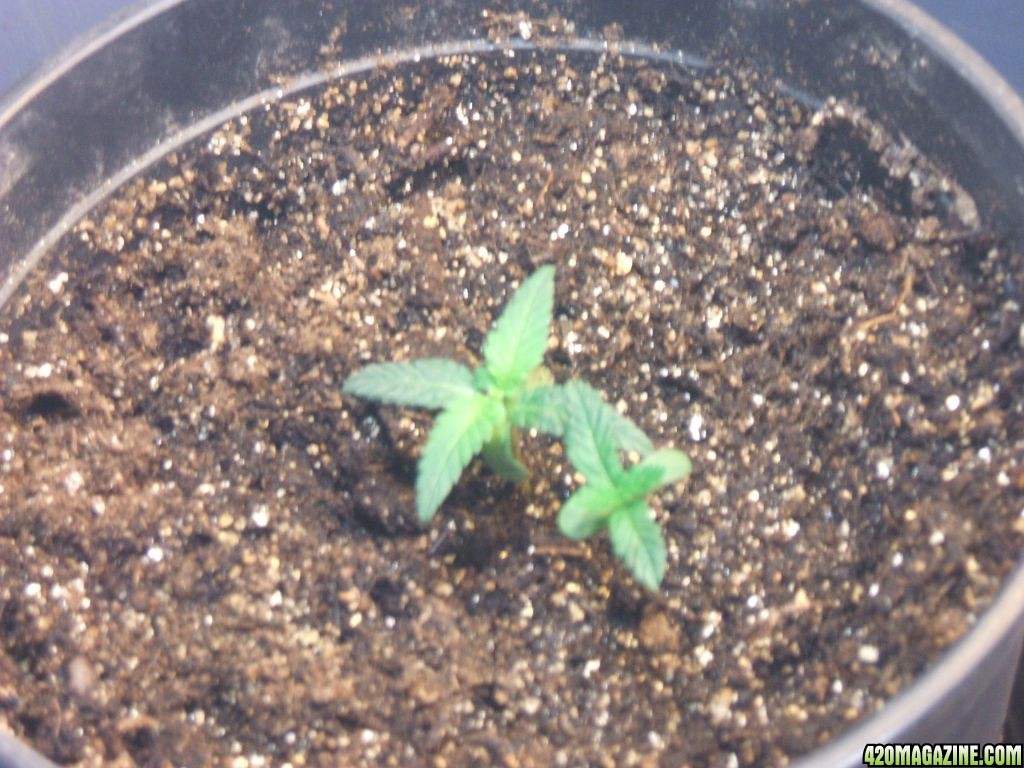 Seedling 2 and 3