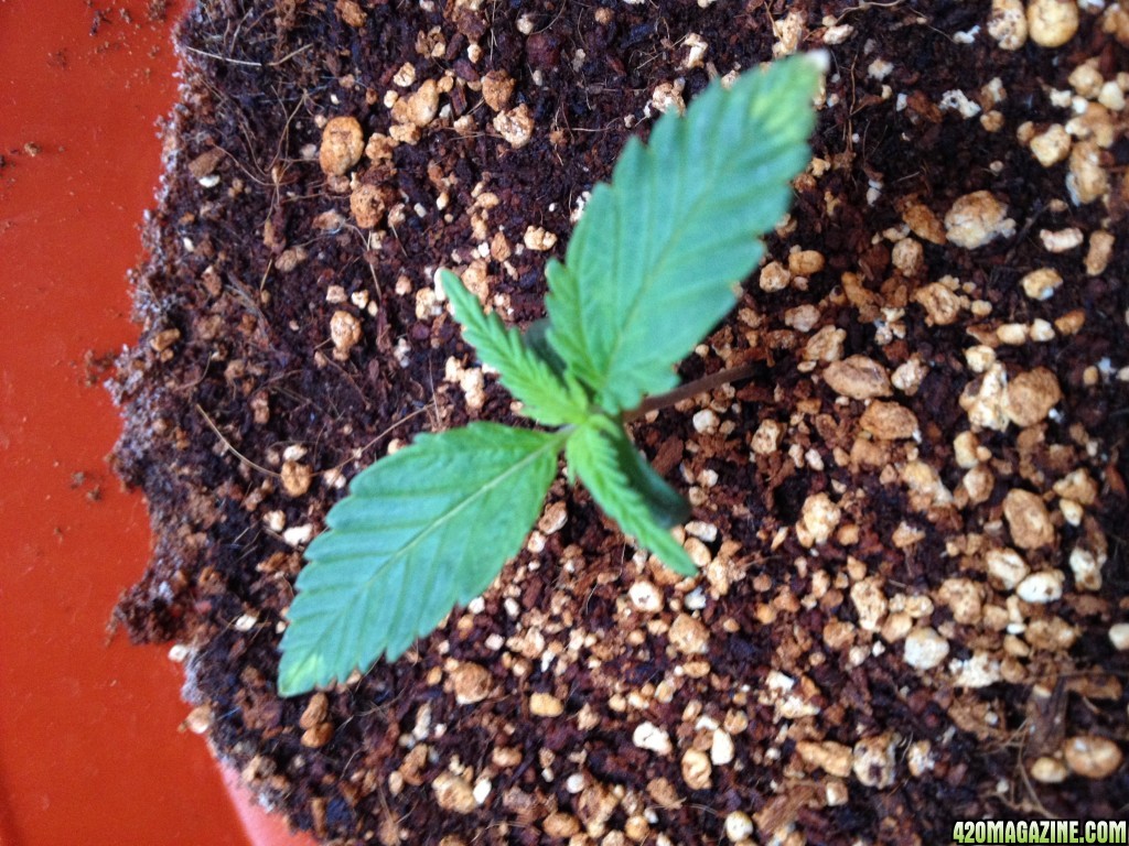 Seedling 2 Day 11