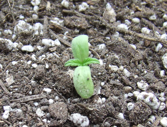 seedling 2.jpg