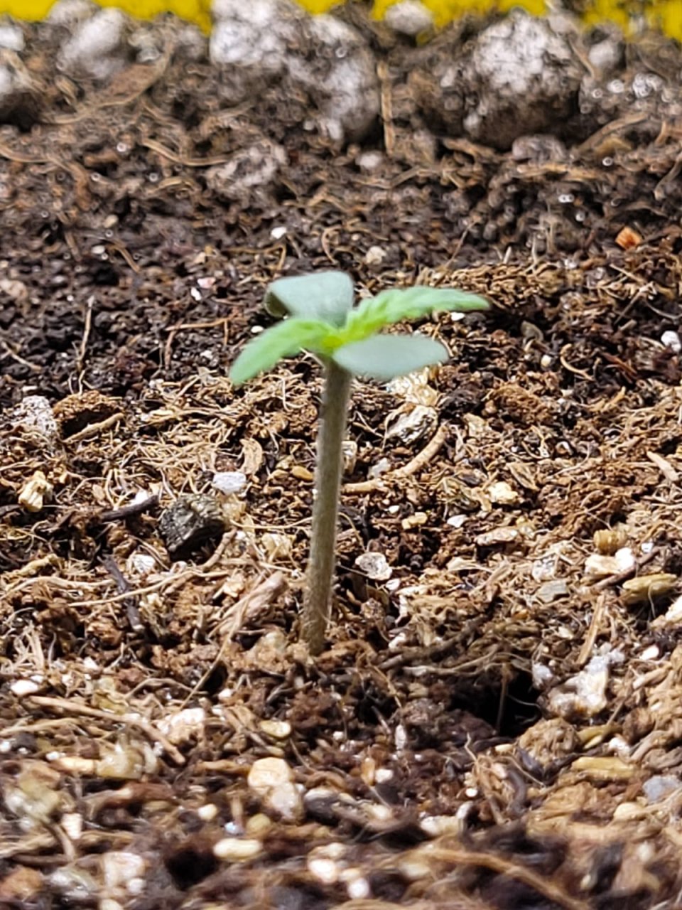 seedling 2