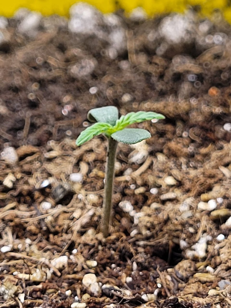 seedling 2