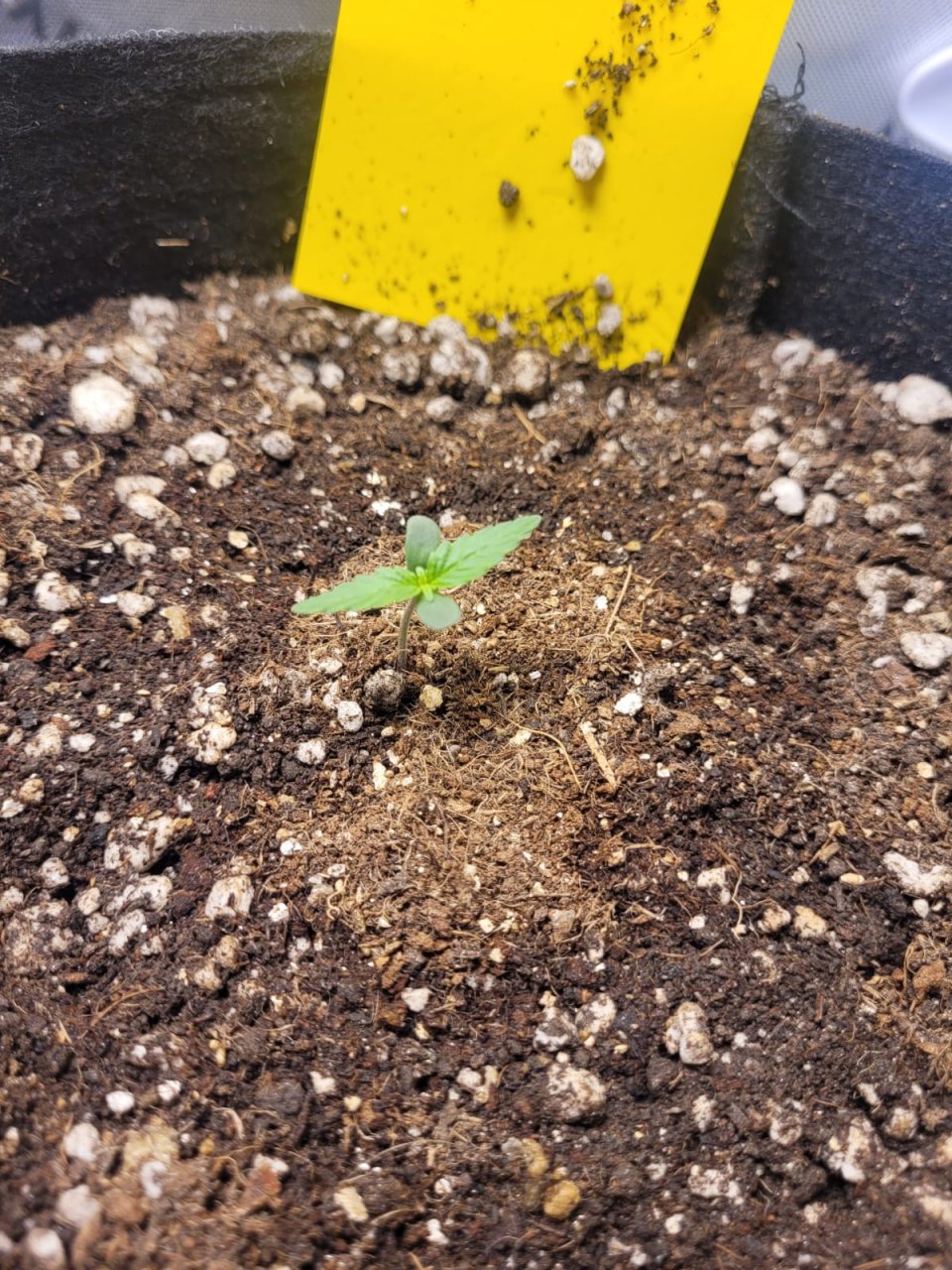 seedling 2