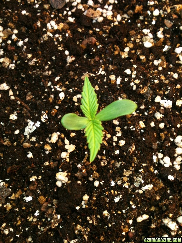 Seedling #2