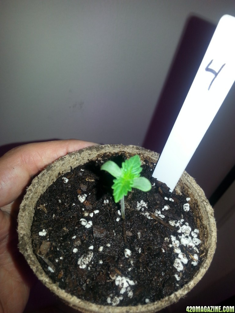 Seedling 4